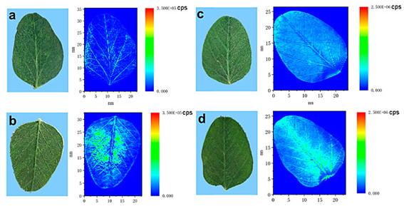 光聲無標(biāo)記成像與傳統(tǒng)熒光標(biāo)記法信噪比對(duì)比圖