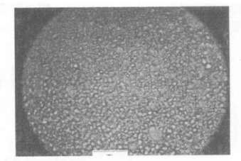40%LC的PDLC在200倍顯微鏡下照片標(biāo)尺為125微米 40%LC的PDLC在200倍顯微鏡下照片標(biāo)尺為125微米