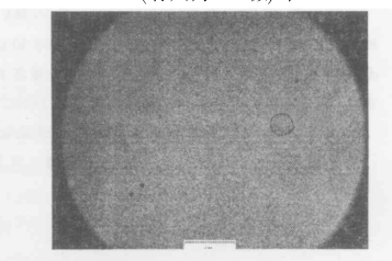 50%LC的PDLC在200倍顯微鏡下照片標(biāo)尺為125微米 50%LC的PDLC在200倍顯微鏡下照片標(biāo)尺為125微米
